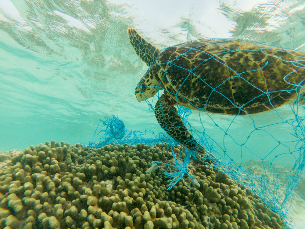 turtle fishing net